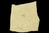 Jurassic Brittle Star (Sinosura) Fossil - Solnhofen #132401-1